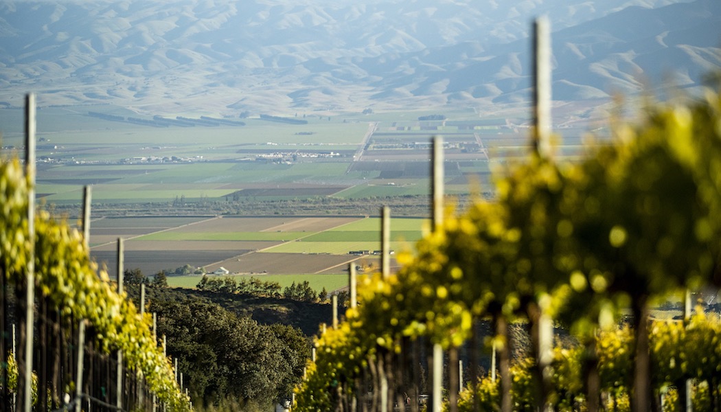 valley view from vineyard