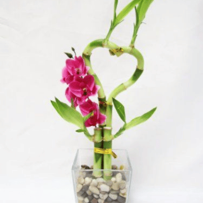 Heart-Shaped Bamboo Plant