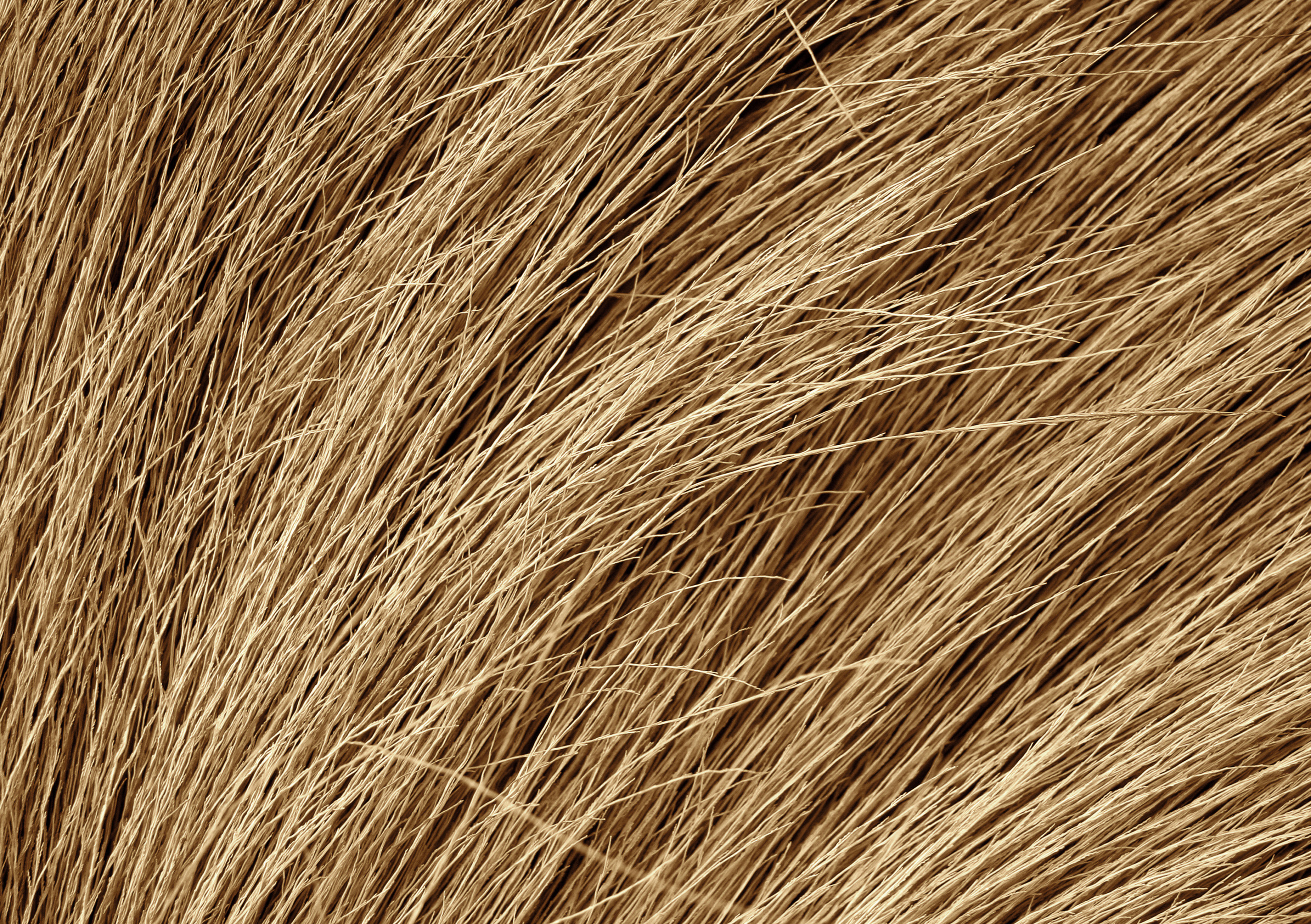 Bundle of natural Russian hair